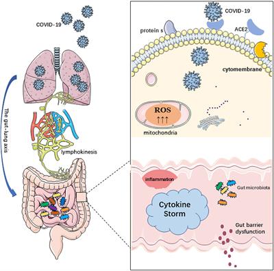 Frontiers | Potential Associations Between Microbiome And COVID-19